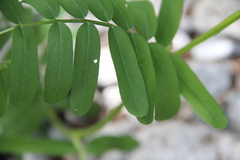 Vicia balansae
