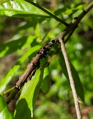 Kokkocynips difficilis