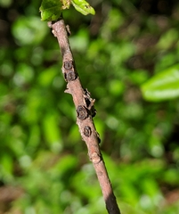 Kokkocynips difficilis