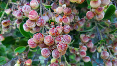 Davilla elliptica