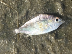 Eucinostomus argenteus