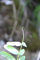 Vicia balansae