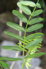 Vicia balansae