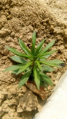 Chamaenerion angustifolium