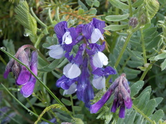 Vicia sosnowskyi