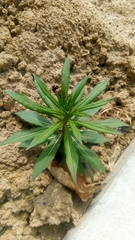 Chamaenerion angustifolium