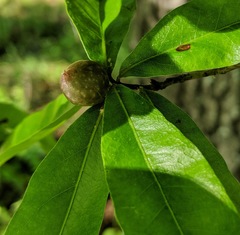 Dryocosmus quercuslaurifoliae