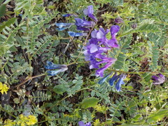 Vicia sosnowskyi