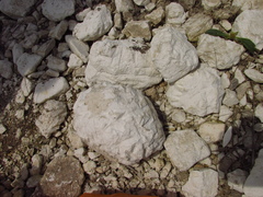 Marmota bobak