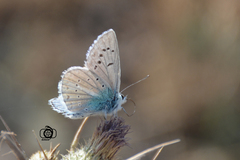 Polyommatus masulensis