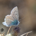 Polyommatus masulensis - Photo (c) Mohammad Amin Ghaffari, some rights reserved (CC BY), uploaded by Mohammad Amin Ghaffari