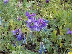Vicia sosnowskyi