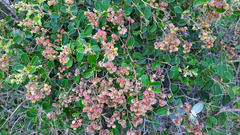 Davilla elliptica
