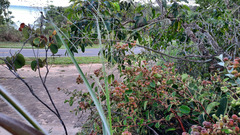 Davilla elliptica