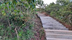 Davilla elliptica