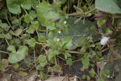 Veronica sublobata