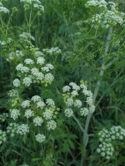 Conium maculatum