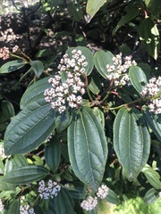Viburnum davidii