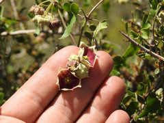 Philibertia gilliesii