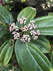 Viburnum davidii