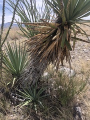 Yucca madrensis