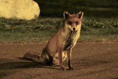 Vulpes vulpes