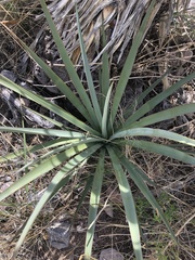 Yucca madrensis