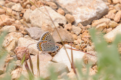 Plebejus melissa