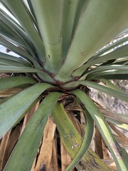 Yucca madrensis