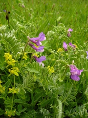 Vicia sosnowskyi