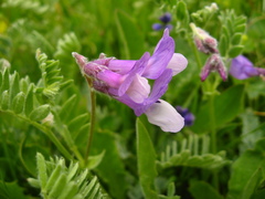 Vicia sosnowskyi