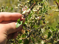 Philibertia gilliesii