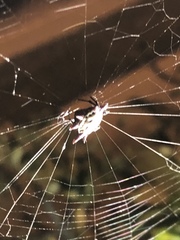 Gasteracantha cancriformis