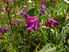 Vicia alpestris