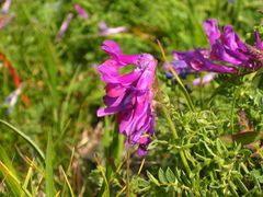 Vicia alpestris