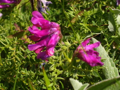 Vicia alpestris