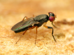 Heteromeringia nitida