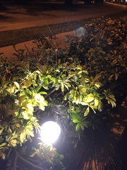 Gasteracantha cancriformis