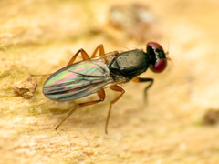 Heteromeringia nitida