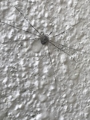 Dicranopalpus ramosus