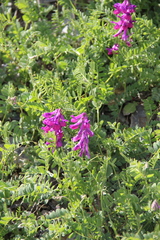 Vicia alpestris