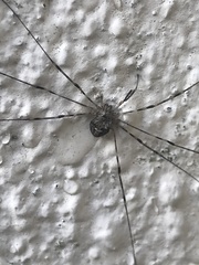 Dicranopalpus ramosus