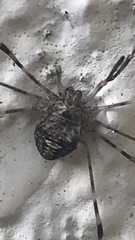 Dicranopalpus ramosus