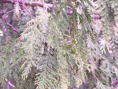 Thuja occidentalis
