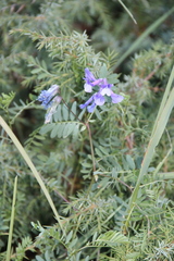 Vicia sosnowskyi