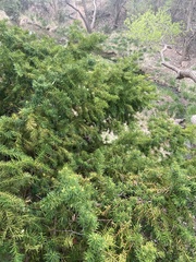 Juniperus
