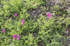 Vicia alpestris