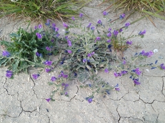 Echium plantagineum