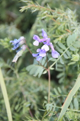 Vicia sosnowskyi