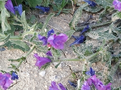 Echium plantagineum